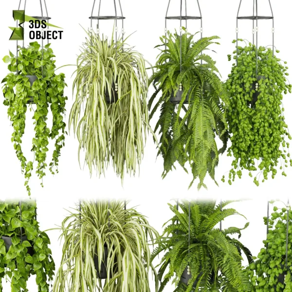 3d model plant hanging free Botanical Models Pothos fern grass low poly purchase Design Software botanical architecture simulator cinema 4d 3ds max blender enscape fbx obj Rhino Sketchup lumion