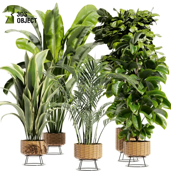 3d model plant pot free Rubber banana fiddle palm purchase designsimulation 3Dmodeling