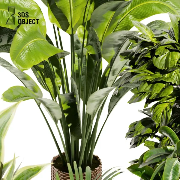 3d model plant pot free Rubber banana fiddle palm purchase designsimulation 3Dmodeling