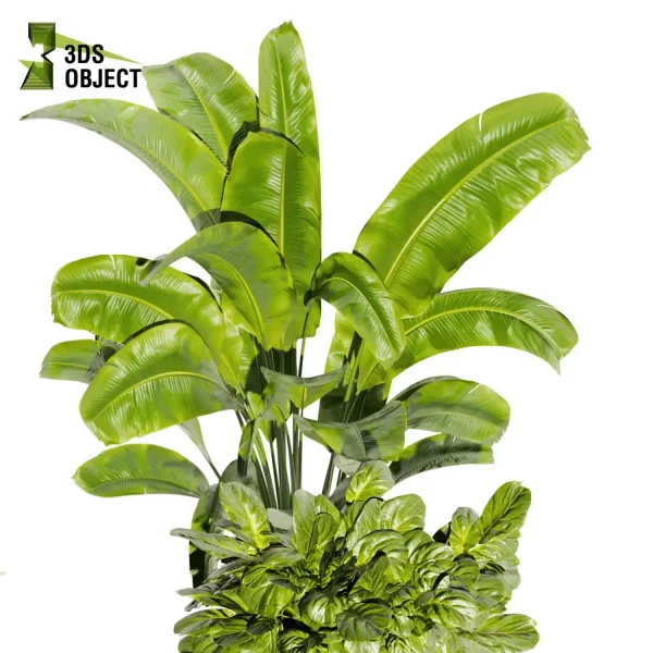 3d model plant pot free Rubber banana fiddle palm purchase designsimulation 3Dmodeling