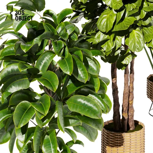 3d model plant pot free Rubber banana fiddle palm purchase designsimulation 3Dmodeling