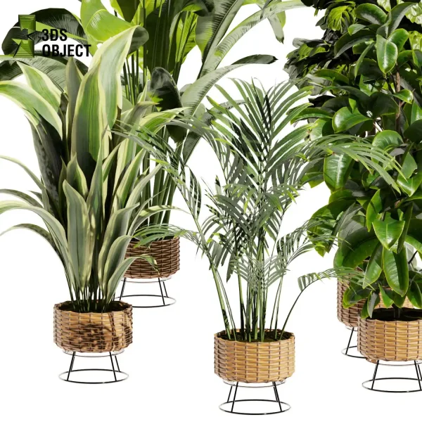 3d model plant pot free Rubber banana fiddle palm purchase designsimulation 3Dmodeling