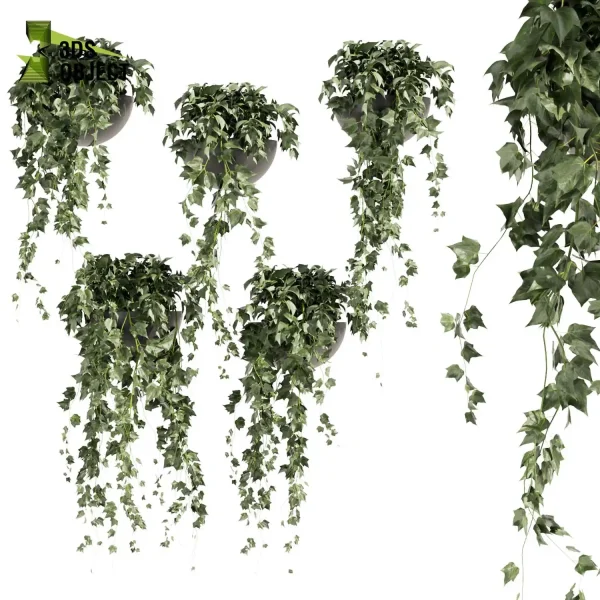 3d model plant hanging free Botanical Models hedera shrub Garden Design Software Plant Modeling Botanical Rendering Plant Creation cinema 4d 3ds max blender enscape fbx obj Rhino Sketchup lumion 3D architectural visualization low poly