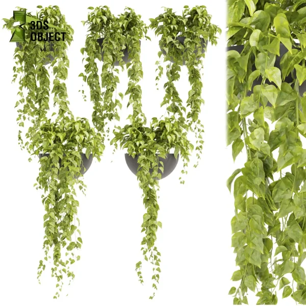 3d model plant hanging free Botanical Models Pothos houseplant flowerpot Virtual Garden Design Botanical Simulation Plant Visualization Vegetation Modeling architectural Devil's ivy cinema 4d 3ds max blender enscape fbx obj Rhino Sketchup lumion