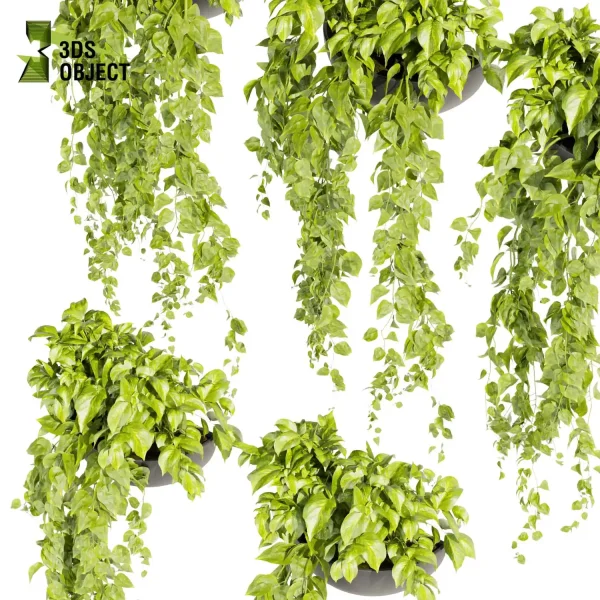 3d model plant hanging free Botanical Models Pothos houseplant flowerpot Virtual Garden Design Botanical Simulation Plant Visualization Vegetation Modeling architectural Devil's ivy cinema 4d 3ds max blender enscape fbx obj Rhino Sketchup lumion