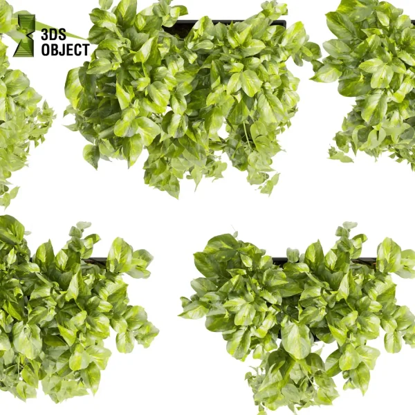 3d model plant hanging free Botanical Models Pothos houseplant flowerpot Virtual Garden Design Botanical Simulation Plant Visualization Vegetation Modeling architectural Devil's ivy cinema 4d 3ds max blender enscape fbx obj Rhino Sketchup lumion