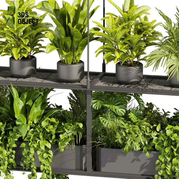 3d model plant hanging free Botanical Models banana corton monstera pothos bird of paradise fern Devil's ivy purchase interior visualization landscape Ecological Simulation Digital Horticulture Plant Design Software cinema 4d 3ds max blender enscape fbx obj Rhino Sketchup lumion