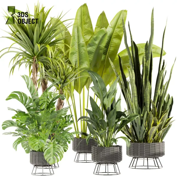 3d model plant pot free Sansveria banana peace lily monstera dracena  purchase visualization 3D architectural render