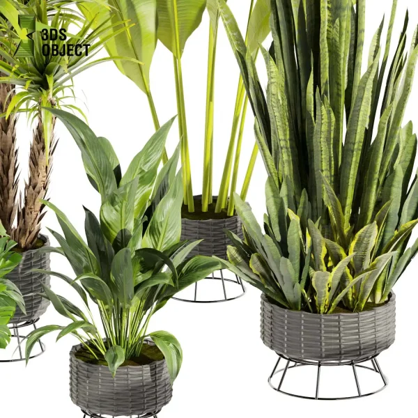 3d model plant pot free Sansveria banana peace lily monstera dracena purchase visualization 3D architectural render