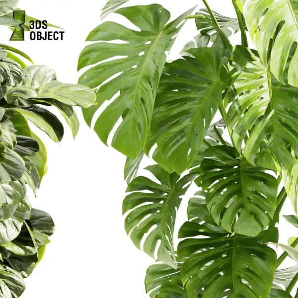 3d model plant pot free Fiddle banana monstera rubber paradise visualization lumion architectural