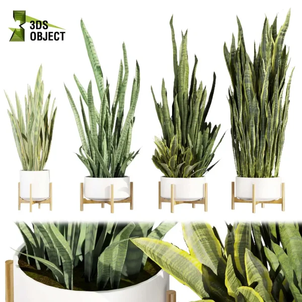Sansevieria zeylanica laurentii 3d model plant pot free purchase 3Dmodeling