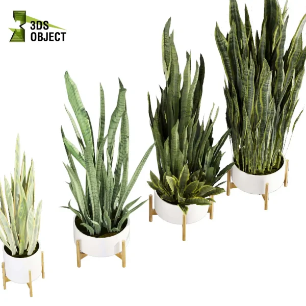 Sansevieria zeylanica laurentii 3d model plant pot free purchase 3Dmodeling