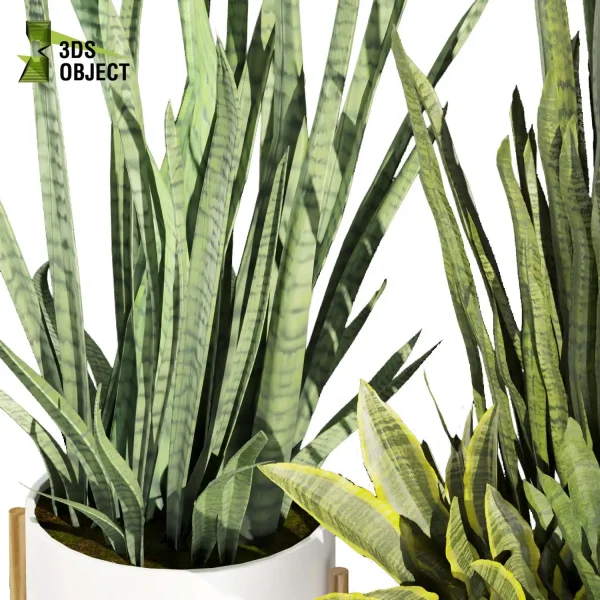 Sansevieria zeylanica laurentii 3d model plant pot free purchase 3Dmodeling