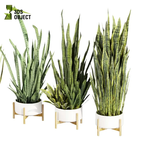 Sansevieria zeylanica laurentii 3d model plant pot free purchase 3Dmodeling
