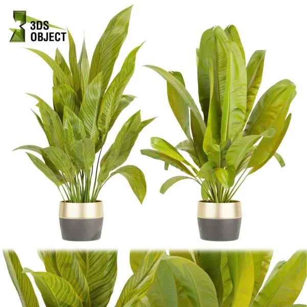 3d model plant pot free Banana 3Dmodeling purchase vegetation modeling tool