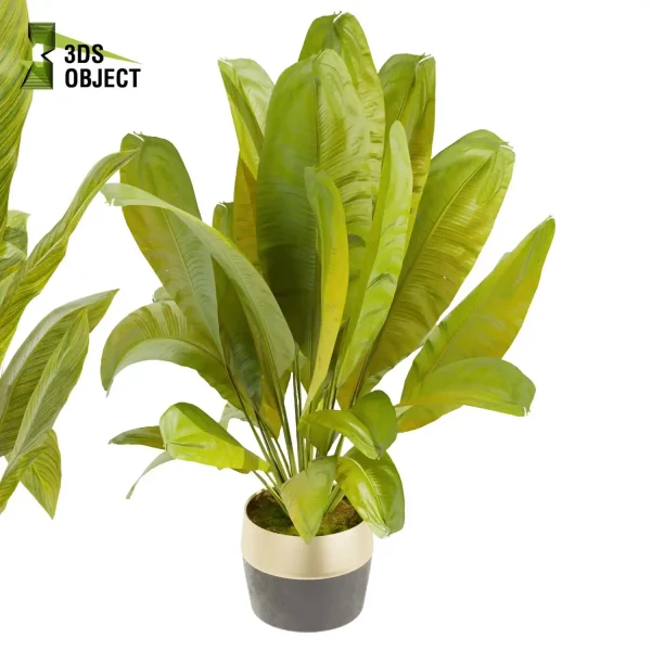 3d model plant pot free Banana 3Dmodeling purchase vegetation modeling tool