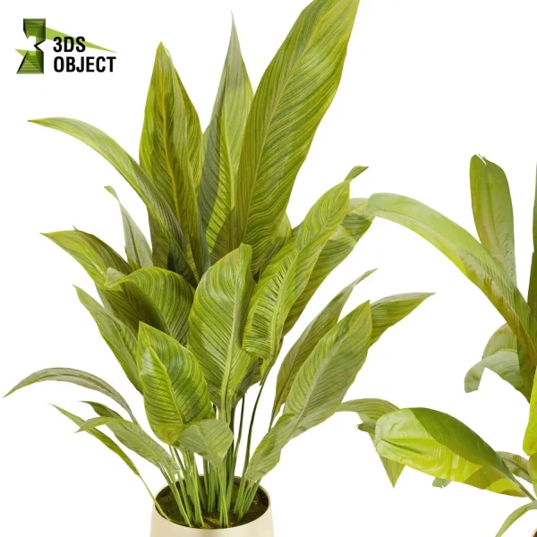 3d model plant pot free Banana 3Dmodeling purchase vegetation modeling tool