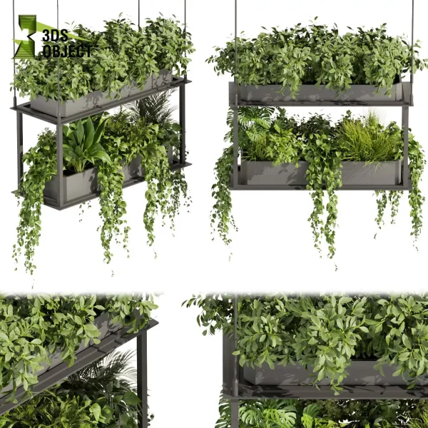 3d model plant hanging free Botanical Models bush banana palm pothos monstera Plant Visualization Garden Design Software Plant Modeling Botanical Rendering Plant Creation Digital Hanging Plants cinema 4d 3ds max blender enscape fbx obj Rhino Sketchup lumion purchase low poly