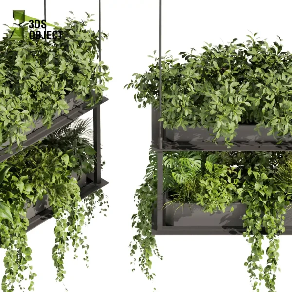 3d model plant hanging free Botanical Models bush banana palm pothos monstera Plant Visualization Garden Design Software Plant Modeling Botanical Rendering Plant Creation Digital Hanging Plants cinema 4d 3ds max blender enscape fbx obj Rhino Sketchup lumion purchase low poly