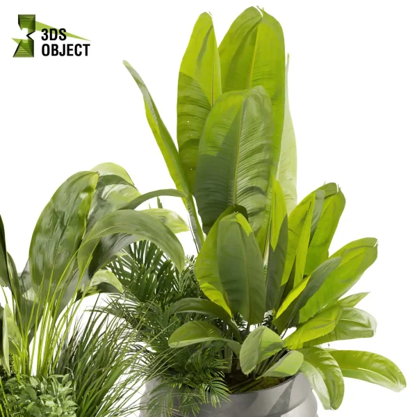3d model plant pot free Banana palm bush fern houseplant lumion visualization cinema 4d 3ds max blender