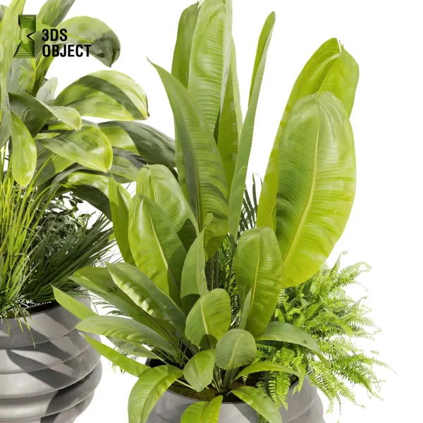 3d model plant pot free Banana palm bush fern houseplant lumion visualization cinema 4d 3ds max blender