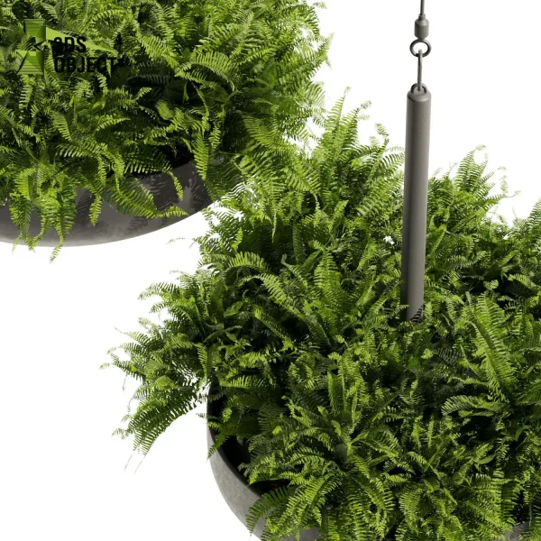 3d model plant hanging free Botanical Models fern architectural visualization Digital Landscaping 3D Plant Creation Virtual Garden Design Simulation Vegetation Modeling cinema 4d 3ds max blender enscape fbx obj Rhino Sketchup lumion Greenery Assets Flora Objects Tree low poly purchase