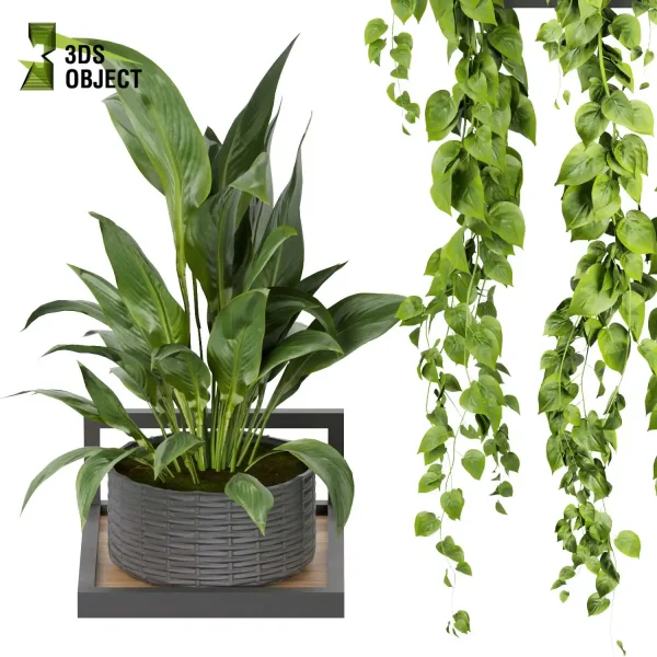 3d model plant pot free Pothos monstera fern peace lily banana 3drendering visualization designsimulation