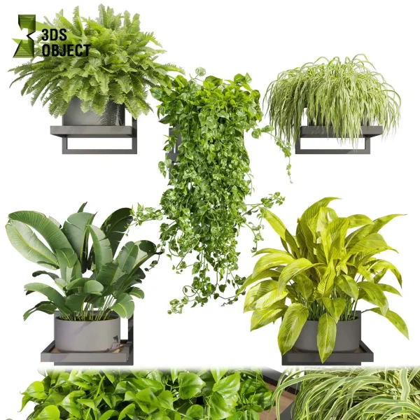 3d model plant pot free Pothos fern banana grass balcony buy houseplant leaves 3D architectural visualization