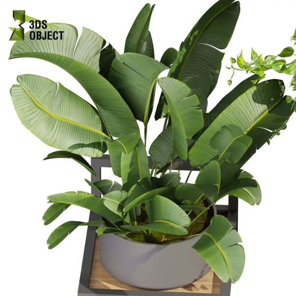 3d model plant pot free Pothos fern banana grass balcony buy houseplant leaves 3D architectural visualization