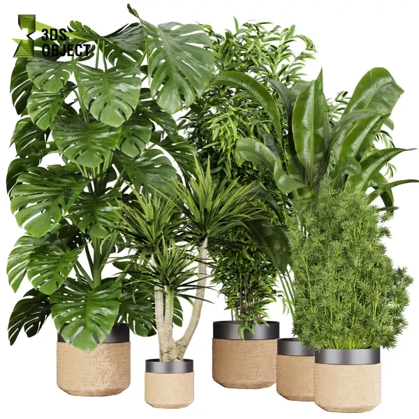 3d model plant pot free Aspidistra banana dracena monstera decorative flowerpot purchase