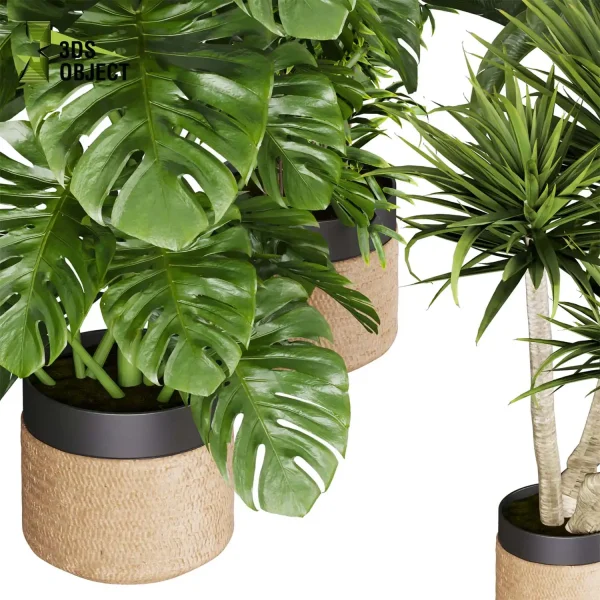 3d model plant pot free Aspidistra banana dracena monstera decorative flowerpot purchase