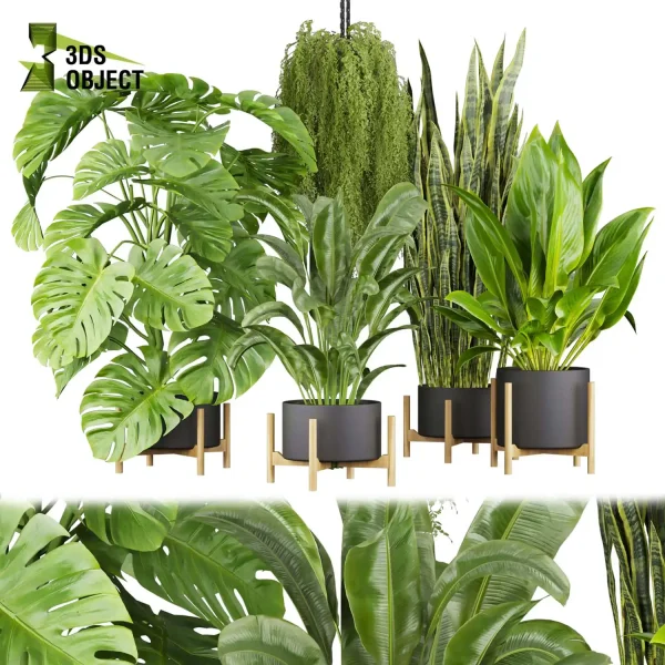 3d model plant pot free Banana peace lily sansveria monstera deliciosa Swiss cheese houseplant flowerpot architectural visualization purchase cinema 4d 3ds max blender enscpae fbx obj Rhino Sketchup