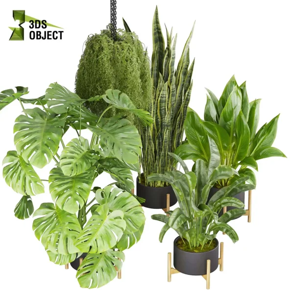3d model plant pot free Banana peace lily sansveria monstera deliciosa Swiss cheese houseplant flowerpot architectural visualization purchase cinema 4d 3ds max blender enscpae fbx obj Rhino Sketchup