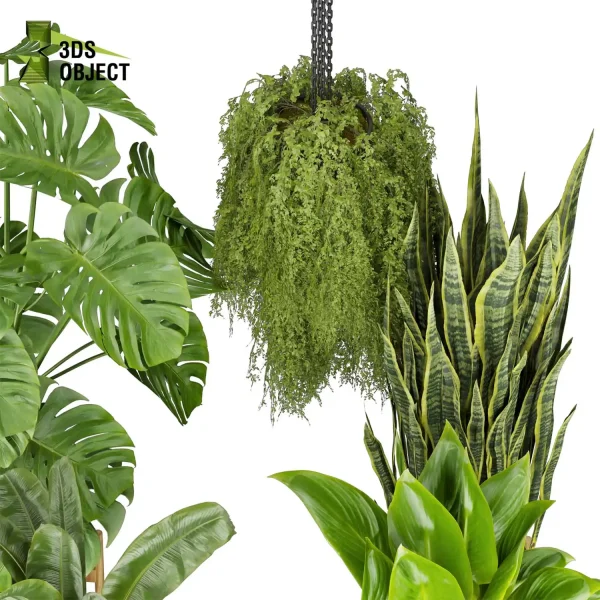 3d model plant pot free Banana peace lily sansveria monstera deliciosa Swiss cheese houseplant flowerpot architectural visualization purchase cinema 4d 3ds max blender enscpae fbx obj Rhino Sketchup
