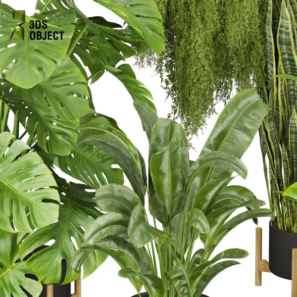 3d model plant pot free Banana peace lily sansveria monstera deliciosa Swiss cheese houseplant flowerpot architectural visualization purchase cinema 4d 3ds max blender enscpae fbx obj Rhino Sketchup