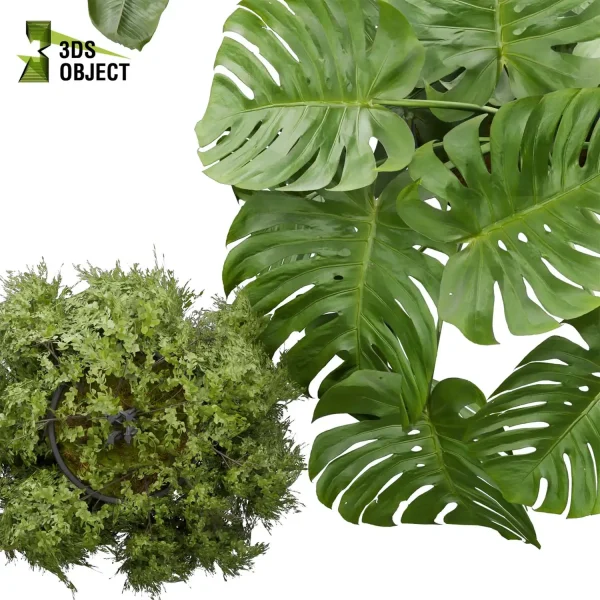 3d model plant pot free Banana peace lily sansveria monstera deliciosa Swiss cheese houseplant flowerpot architectural visualization purchase cinema 4d 3ds max blender enscpae fbx obj Rhino Sketchup