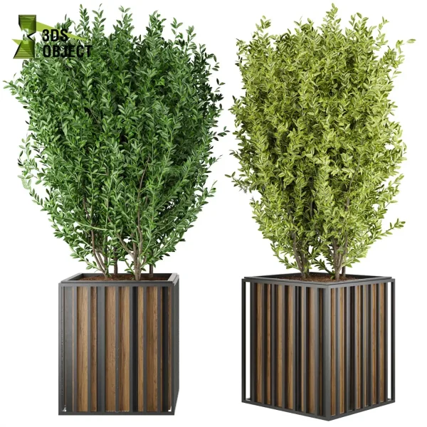 3d model plant free Vegetation tree box Foliage Ficus altissima potassium Landscape Design Software Foliage Rendering Digital Landscaping 3D Plant Creation Virtual Garden Design Botanical Simulation Plant Visualization Vegetation Modeling 3D architectural visualization cinema 4d 3ds max blender enscape fbx obj Rhino Sketchup lumion