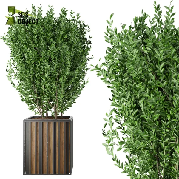 3d model plant free Vegetation tree box Foliage Ficus altissima potassium Landscape Design Software Foliage Rendering Digital Landscaping 3D Plant Creation Virtual Garden Design Botanical Simulation Plant Visualization Vegetation Modeling 3D architectural visualization cinema 4d 3ds max blender enscape fbx obj Rhino Sketchup lumion