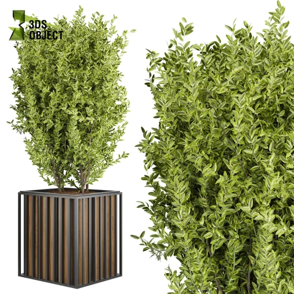 3d model plant free Vegetation tree box Foliage Ficus altissima potassium Landscape Design Software Foliage Rendering Digital Landscaping 3D Plant Creation Virtual Garden Design Botanical Simulation Plant Visualization Vegetation Modeling 3D architectural visualization cinema 4d 3ds max blender enscape fbx obj Rhino Sketchup lumion