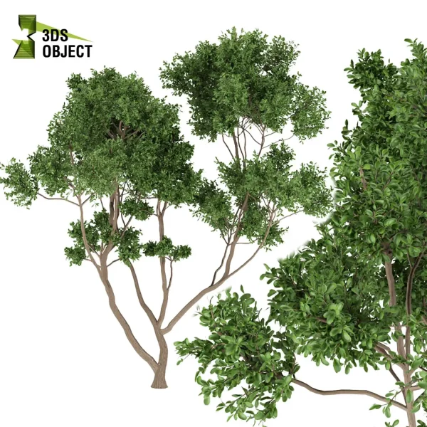 3d bouquet tree plant models botanical Visualization Landscape Foliage Vegetation buy purchase Rendering Environment tree Design dried flower high low poly cinema 4d 3ds max blender enscpae fbx obj Rhino Sketchup lumion