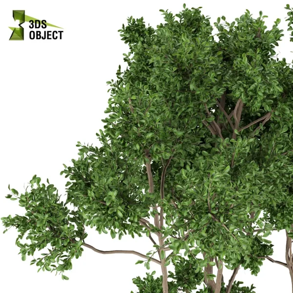 3d bouquet tree plant models botanical Visualization Landscape Foliage Vegetation buy purchase Rendering Environment tree Design dried flower high low poly cinema 4d 3ds max blender enscpae fbx obj Rhino Sketchup lumion