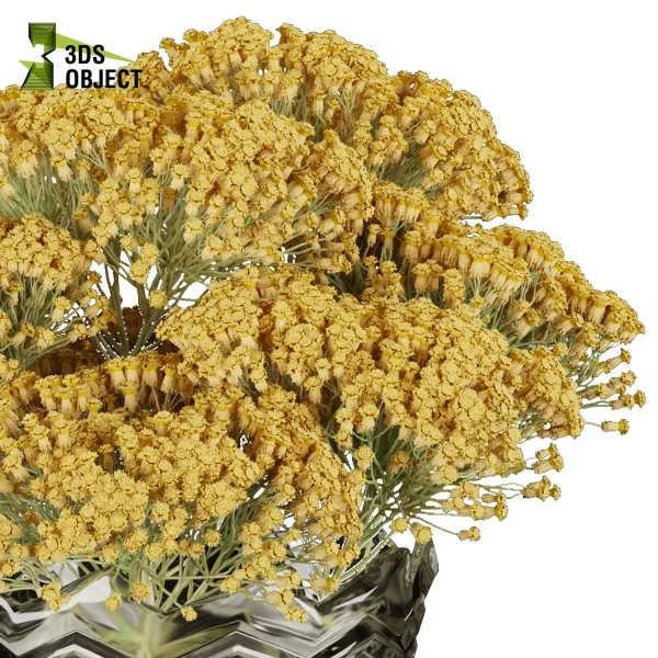 3d bouquet flower grass pampas plant models botanical Visualization Landscape Foliage Vegetation buy purchase Rendering Environment tree Design dried flower high low poly Haworthia concolor cinema 4d 3ds max blender enscpae fbx obj Rhino Sketchup lumion mimosa flower