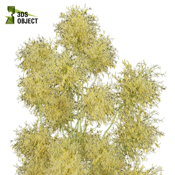 3d bouquet flower grass pampas plant models botanical Visualization Landscape Foliage Vegetation buy purchase Rendering Environment tree Design dried flower high low poly Haworthia concolor cinema 4d 3ds max blender enscpae fbx obj Rhino Sketchup lumion mimosa flower