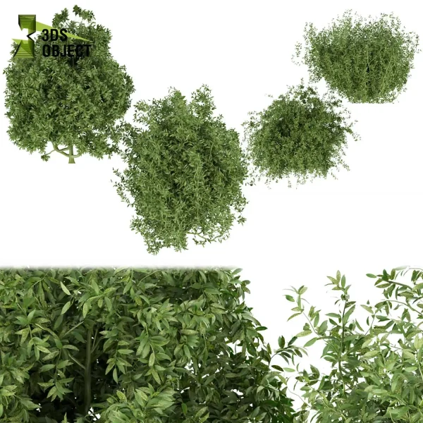 3d bush plant models botanical Visualization Landscape Foliage Vegetation buy purchase Rendering Environment tree Design high low poly Ficus bush ficus altissima 3D architectural visualization cinema 4d 3ds max blender enscpae fbx obj Rhino Sketchup lumion