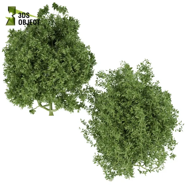 3d bush plant models botanical Visualization Landscape Foliage Vegetation buy purchase Rendering Environment tree Design high low poly Ficus bush ficus altissima 3D architectural visualization cinema 4d 3ds max blender enscpae fbx obj Rhino Sketchup lumion