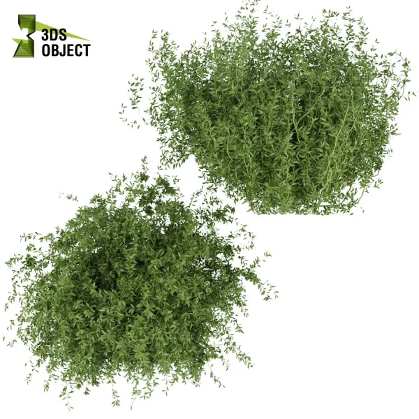 3d bush plant models botanical Visualization Landscape Foliage Vegetation buy purchase Rendering Environment tree Design high low poly Ficus bush ficus altissima 3D architectural visualization cinema 4d 3ds max blender enscpae fbx obj Rhino Sketchup lumion