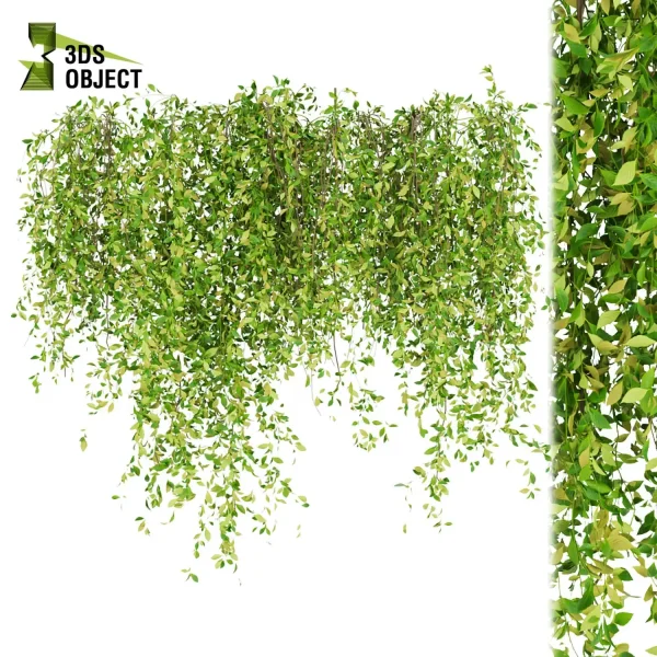 3d creeping ivy plant models botanical Visualization Landscape Foliage Vegetation buy purchase Rendering Environment tree Design high low poly 3D Tree Generator Landscape Design Software Foliage Rendering Digital Landscaping 3D Plant Creation cinema 4d 3ds max blender enscpae fbx obj Rhino Sketchup lumion