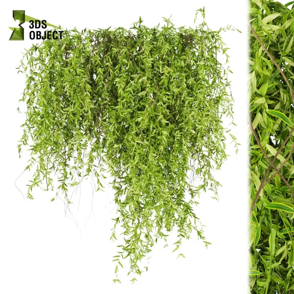 3d creeping ivy plant models botanical Visualization Landscape Foliage Vegetation buy purchase Rendering Environment tree Design high low poly 3D Tree Generator Landscape Design Software Foliage Rendering Digital Landscaping 3D Plant Creation cinema 4d 3ds max blender enscpae fbx obj Rhino Sketchup lumion