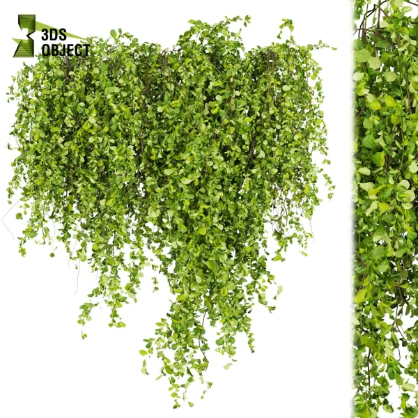 3d creeping ivy plant models botanical Visualization Landscape Foliage Vegetation buy purchase Rendering Environment tree Design high low poly 3D Tree Generator Landscape Design Software Foliage Rendering Digital Landscaping 3D Plant Creation cinema 4d 3ds max blender enscpae fbx obj Rhino Sketchup lumion