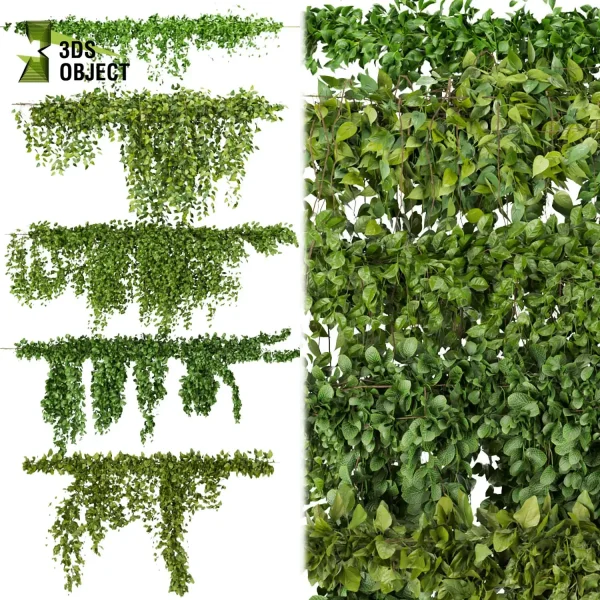 3d creeping ivy plant models botanical Visualization Landscape Foliage Vegetation buy purchase Rendering Environment tree Design high low poly cinema 4d 3ds max blender enscpae fbx obj Rhino Sketchup lumion architectural Ivy Design Software Ivy Rendering